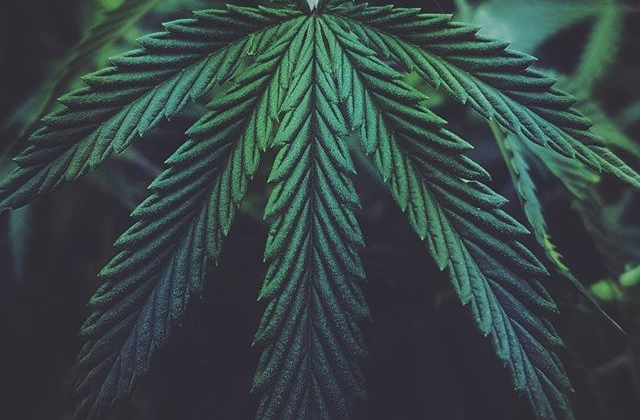 Close-up of Cannabis leaf