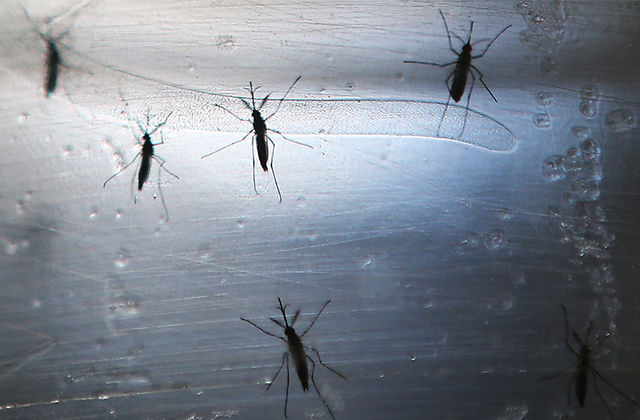 4 Zika Virus Cases in Florida Could Mean Mosquitoes Carry
