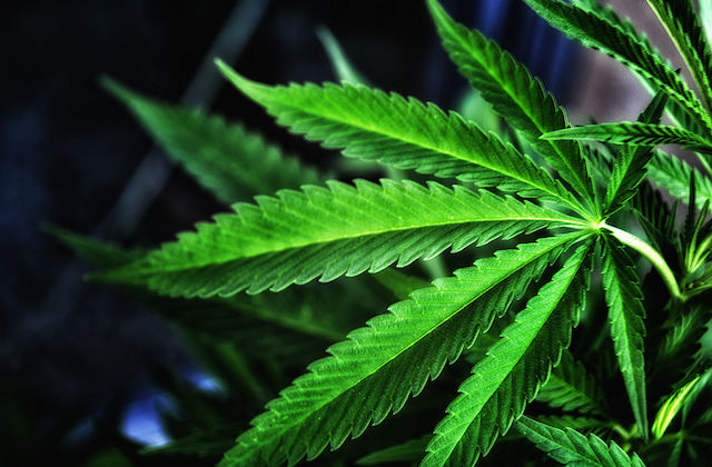 Marijuana Doc Grass Is Greener Highlights War On Black And